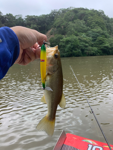 ラージマウスバスの釣果