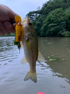 ラージマウスバスの釣果