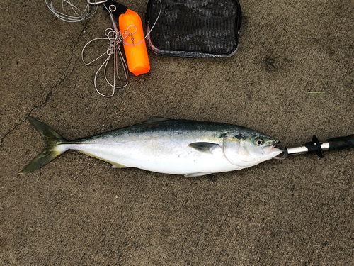 イナダの釣果