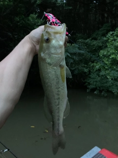 ラージマウスバスの釣果