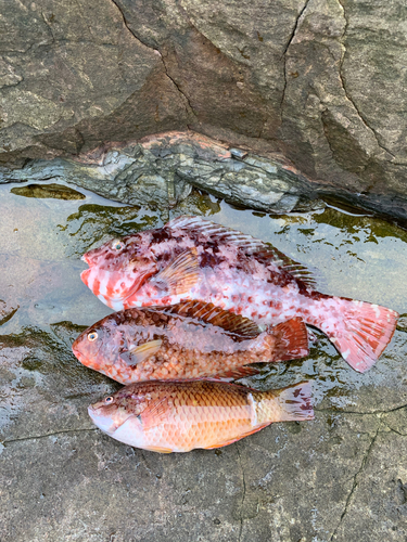 イガミの釣果