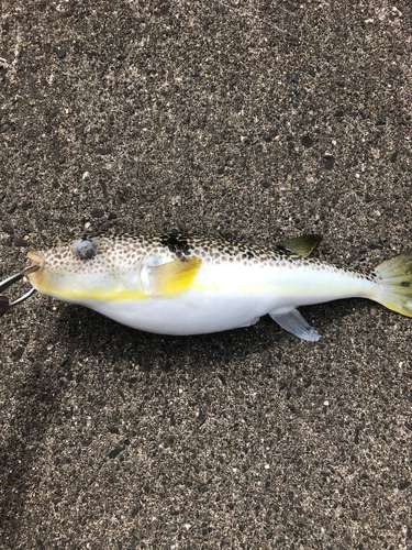 ショウサイフグの釣果