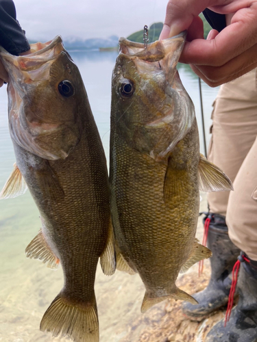 スモールマウスバスの釣果