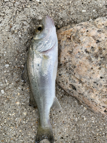 セイゴ（マルスズキ）の釣果