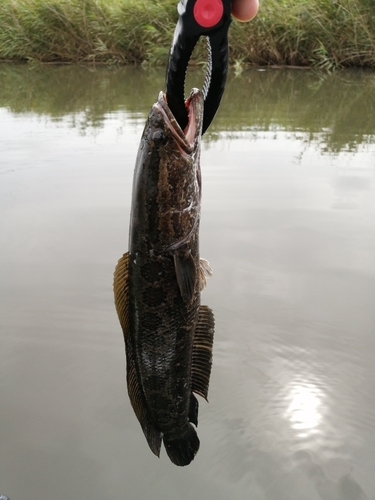 ライギョの釣果