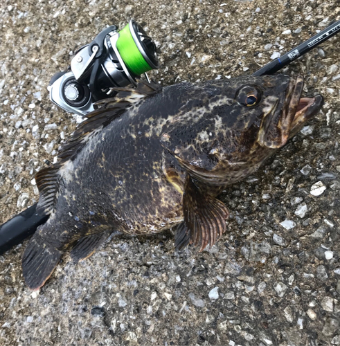 タケノコメバルの釣果