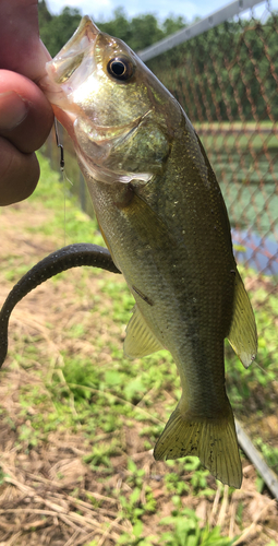 ラージマウスバスの釣果