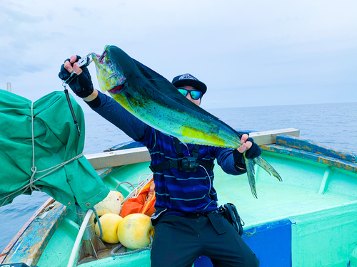 シイラの釣果