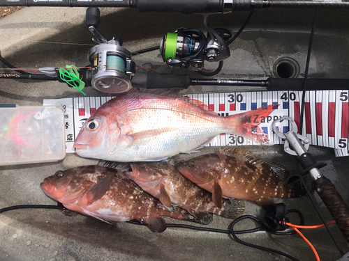 マダイの釣果