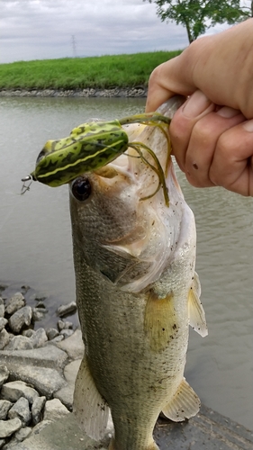 ラージマウスバスの釣果