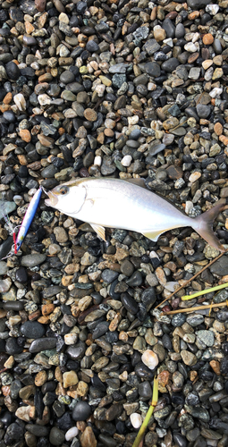 ショゴの釣果