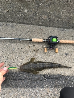 マゴチの釣果