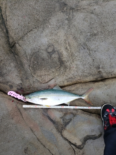 ハマチの釣果