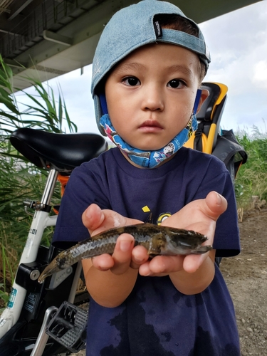 ハゼの釣果