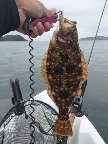 ヒラメの釣果