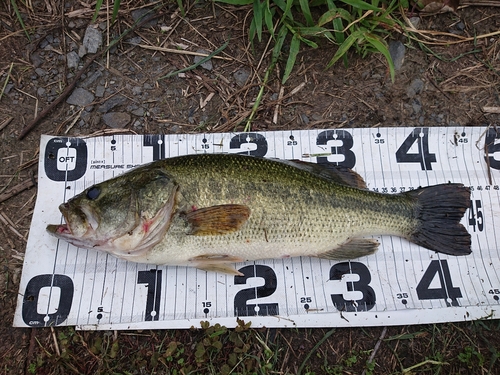 ラージマウスバスの釣果