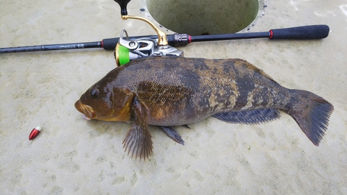 アイナメの釣果