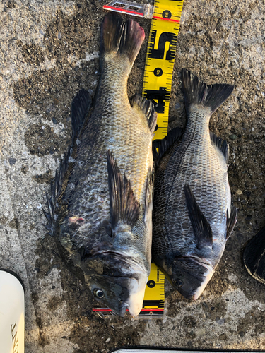 クロダイの釣果