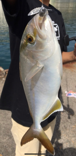 ショゴの釣果