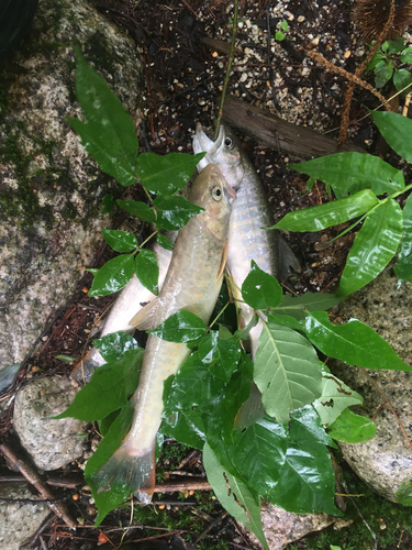 イワナの釣果