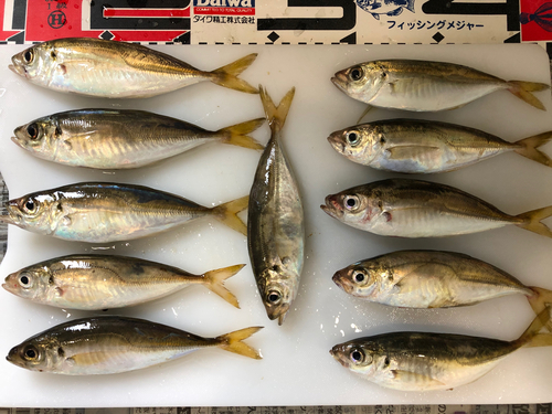 アジの釣果