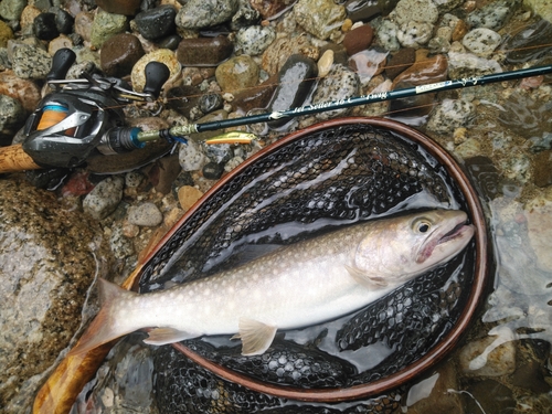 イワナの釣果