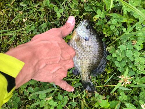 ナマズの釣果