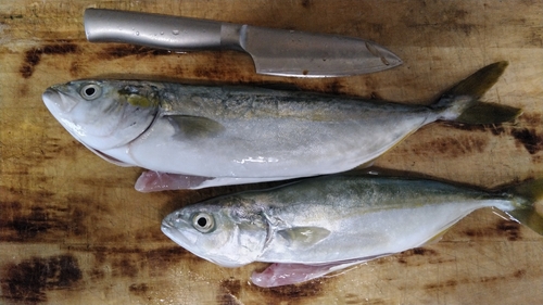 ワカシの釣果