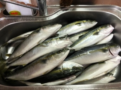 イナダの釣果