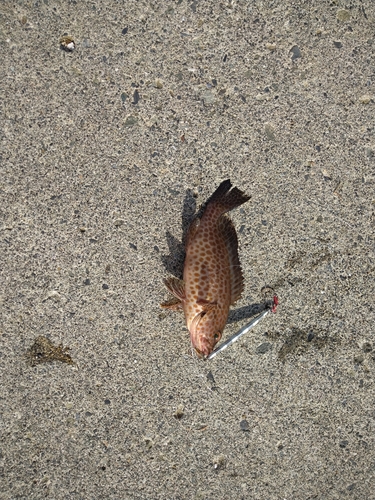 オオモンハタの釣果