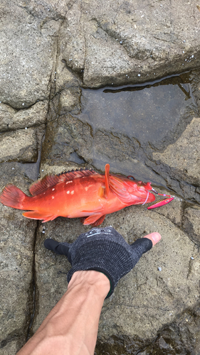 アカハタの釣果