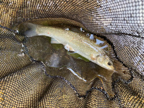 エゾウグイの釣果