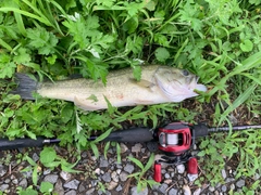 ブラックバスの釣果