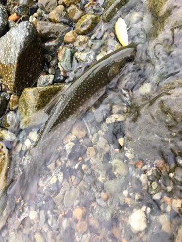 ニッコウイワナの釣果