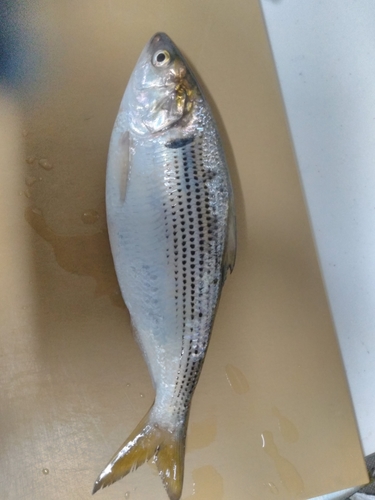 コノシロの釣果