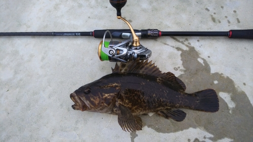 タケノコメバルの釣果