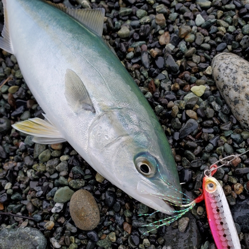 ワカシの釣果