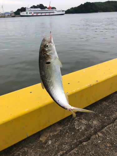 コノシロの釣果