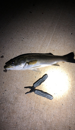 セイゴ（マルスズキ）の釣果