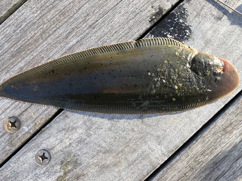 シタビラメの釣果