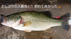 ブラックバスの釣果