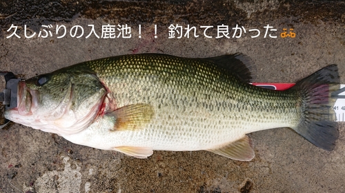 ブラックバスの釣果