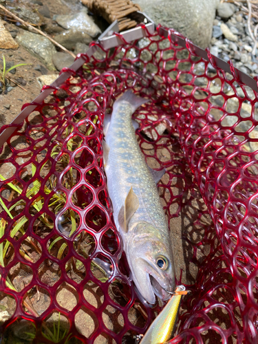 ニッコウイワナの釣果