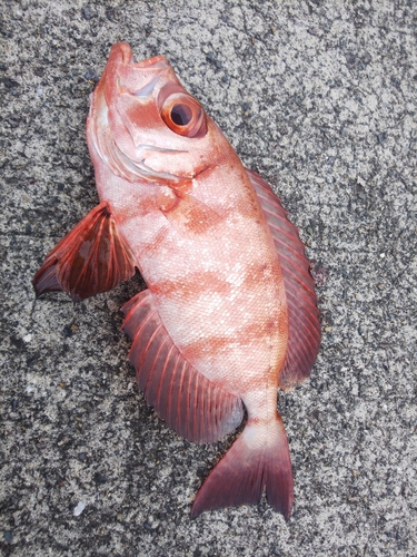 キントキダイの釣果