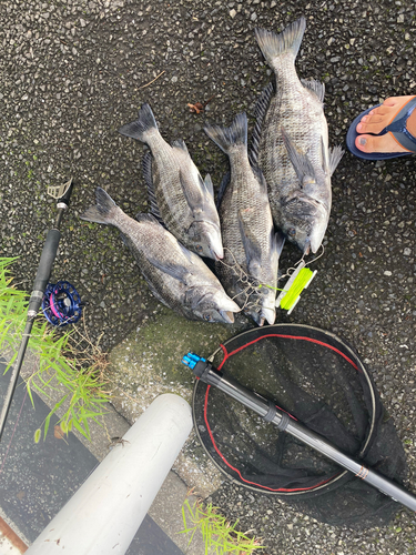 クロダイの釣果