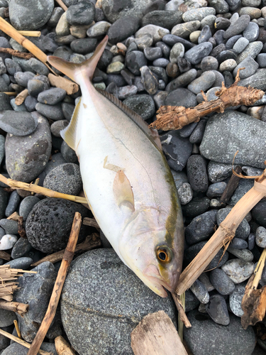 ショゴの釣果