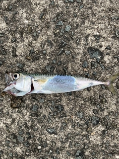 サバの釣果