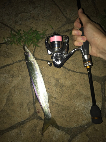 カマスの釣果