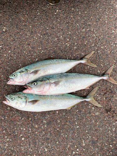 イナダの釣果