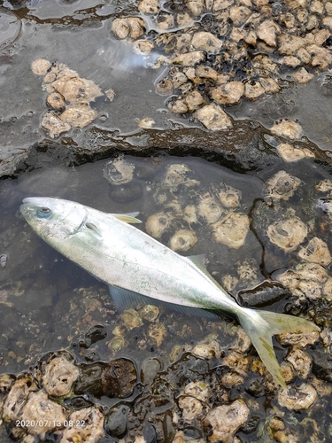 ワカシの釣果